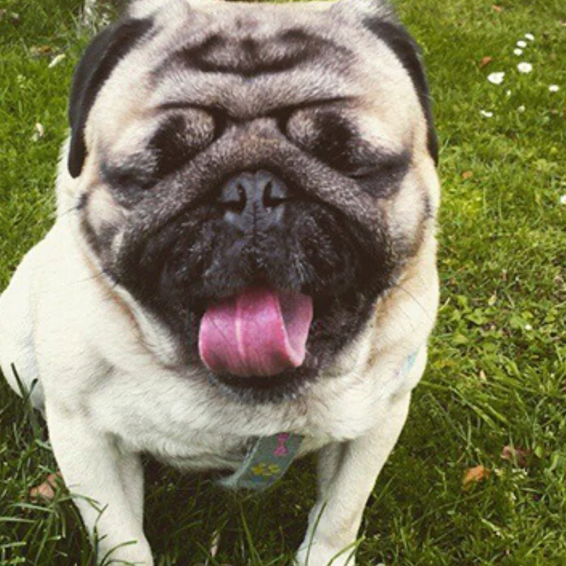 Perro en cesped
